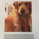 Image for article titled Wealthy dog owners in India are using matrimonial ads to find the perfect mates for their pets